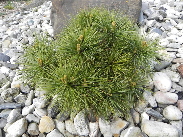 Pinus schwerinii (x) 'Filip’s Lightning Star' (# 4) Pinus schwerinii (x) 'Filip’s Lightning Star' (# 4)